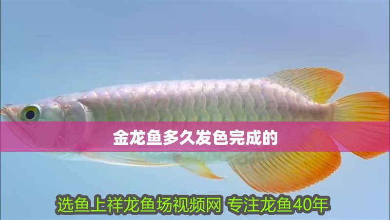 金龍魚多久發(fā)色完成的