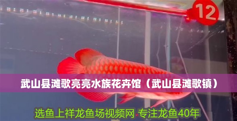 武山縣灘歌亮亮水族花卉館(武山縣灘歌鎮) 全國水族館企業名錄 第2張 武山縣灘歌亮亮水族花卉館(武山縣灘歌鎮) 武山縣灘歌亮亮水族花卉館(武山縣灘歌鎮) 全國水族館企業名錄 第2張