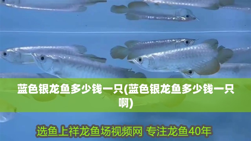 藍色銀龍魚多少錢一只(藍色銀龍魚多少錢一只啊) 藍色銀龍魚多少錢一只(藍色銀龍魚多少錢一只啊) 銀龍魚百科