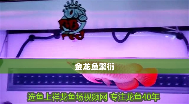 金龍魚繁衍 龍魚百科 第4張 金龍魚繁衍 金龍魚繁衍 龍魚百科 第4張