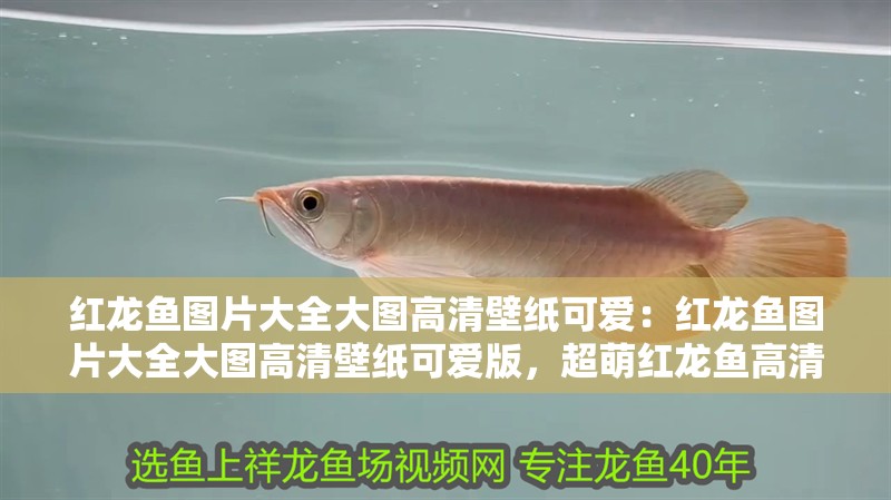 紅龍魚圖片大全大圖高清壁紙可愛：紅龍魚圖片大全大圖高清壁紙可愛版，超萌紅龍魚高清大圖壁紙合集，可愛版