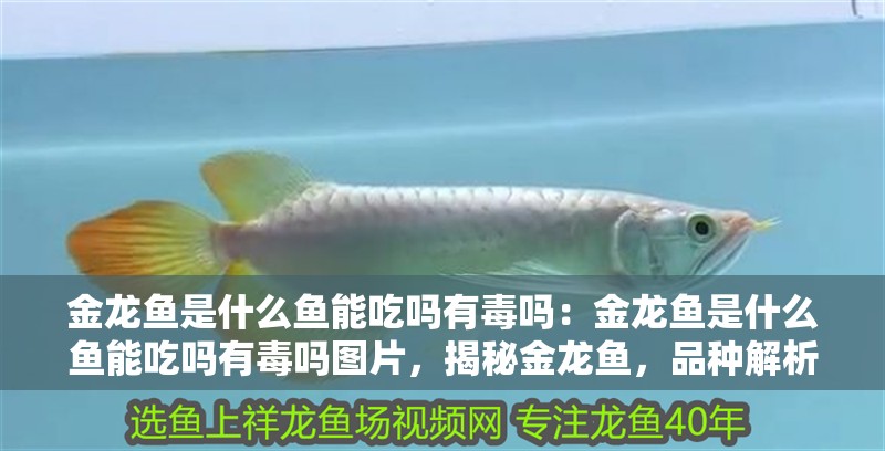 金龍魚是什么魚能吃嗎有毒嗎：金龍魚是什么魚能吃嗎有毒嗎圖片，揭秘金龍魚，品種解析、食用安全性與毒性真相 金龍魚是什么魚能吃嗎有毒嗎：金龍魚是什么魚能吃嗎有毒嗎圖片，揭秘金龍魚，品種解析、食用安全性與毒性真相 水族問答