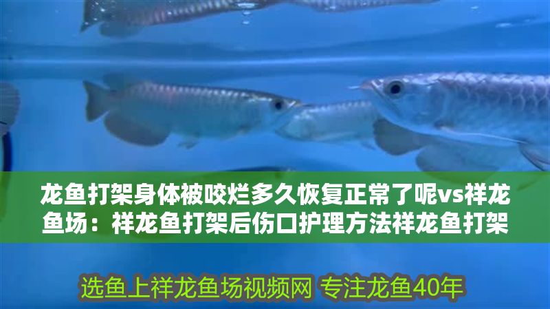 龍魚打架身體被咬爛多久恢復正常了呢vs祥龍魚場：祥龍魚打架后傷口護理方法祥龍魚打架后傷口護理方法