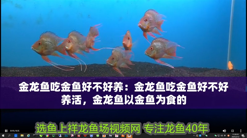 金龍魚吃金魚好不好養：金龍魚吃金魚好不好養活，金龍魚以金魚為食的