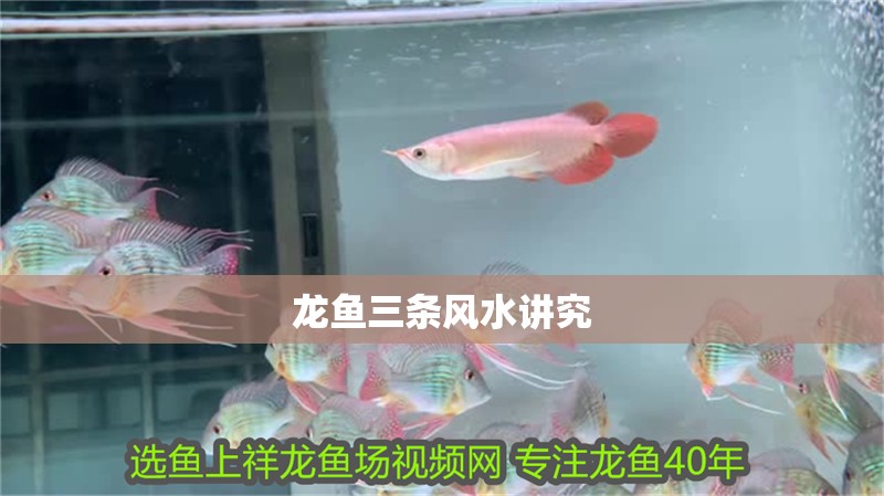 龍魚三條風(fēng)水講究