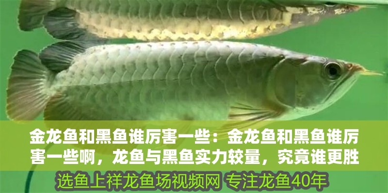 金龍魚和黑魚誰厲害一些：金龍魚和黑魚誰厲害一些啊，龍魚與黑魚實力較量，究竟誰更勝一籌