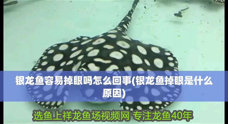 銀龍魚容易掉眼嗎怎么回事(銀龍魚掉眼是什么原因)