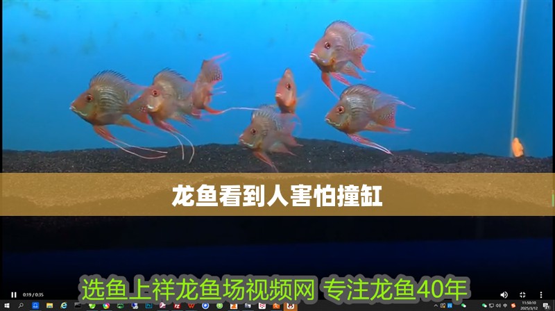 龍魚看到人害怕撞缸 龍魚百科 第2張 龍魚看到人害怕撞缸 龍魚看到人害怕撞缸 龍魚百科 第2張
