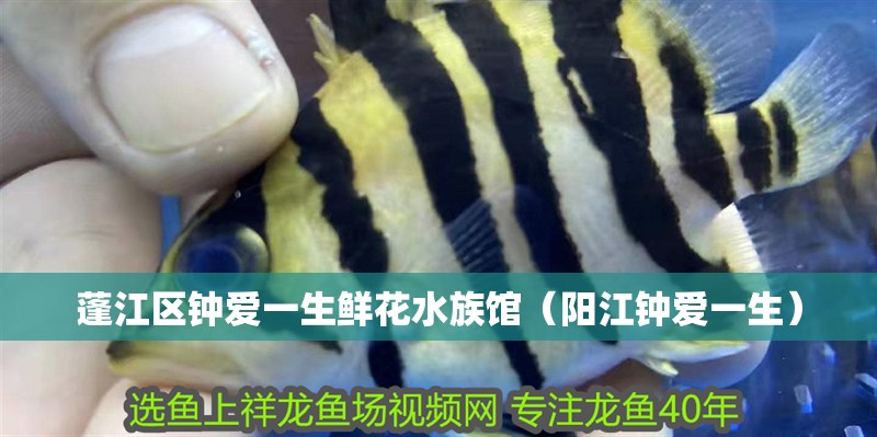 蓬江區(qū)鐘愛一生鮮花水族館（陽江鐘愛一生） 蓬江區(qū)鐘愛一生鮮花水族館（陽江鐘愛一生） 全國水族館企業(yè)名錄 第2張