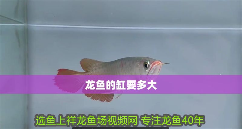 龍魚的缸要多大 龍魚的缸要多大 龍魚百科 第2張