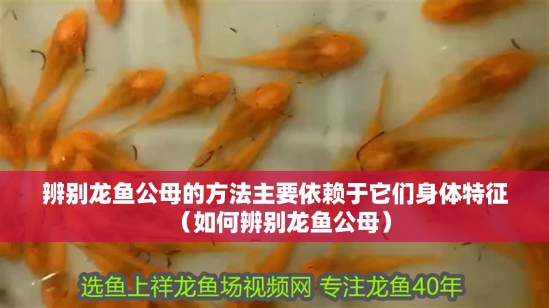 辨別龍魚公母的方法主要依賴于它們身體特征（如何辨別龍魚公母）