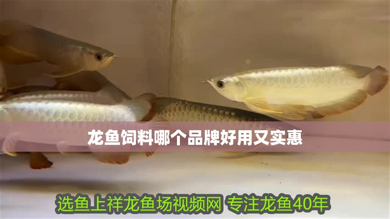 龍魚飼料哪個品牌好用又實惠 龍魚飼料哪個品牌好用又實惠 龍魚百科 第2張