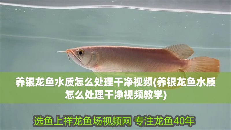 養(yǎng)銀龍魚水質(zhì)怎么處理干凈視頻(養(yǎng)銀龍魚水質(zhì)怎么處理干凈視頻教學(xué))