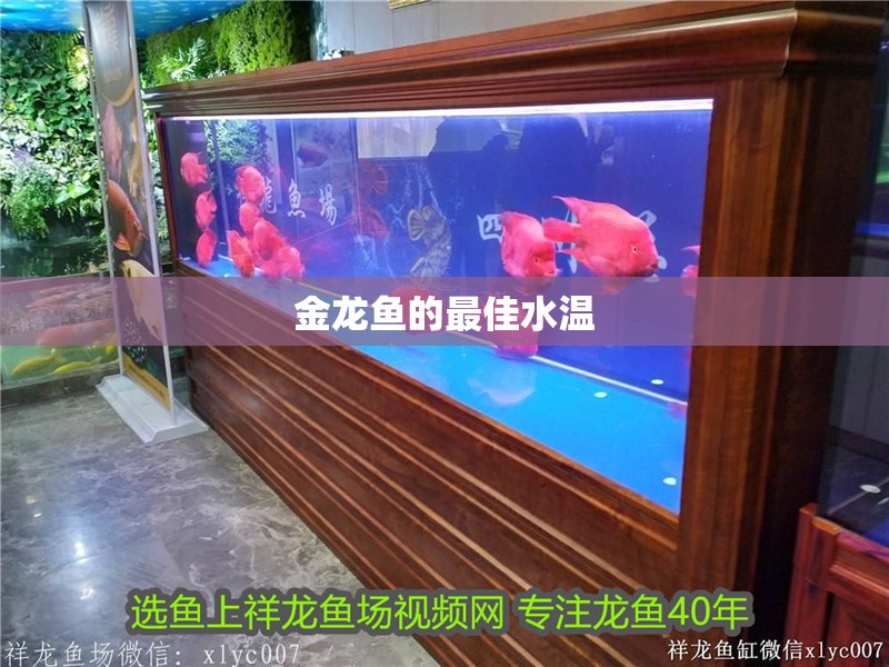 金龍魚的最佳水溫