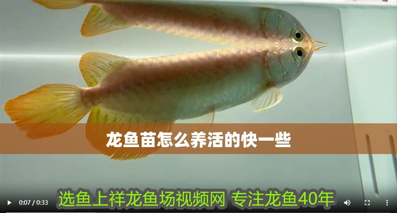 龍魚苗怎么養活的快一些