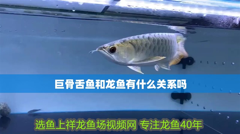巨骨舌魚和龍魚有什么關系嗎 巨骨舌魚和龍魚有什么關系嗎 龍魚百科 第4張