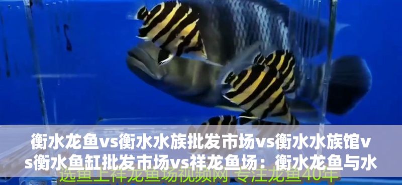 衡水龍魚vs衡水水族批發市場vs衡水水族館vs衡水魚缸批發市場vs祥龍魚場:衡水龍魚與水族館觀賞指南