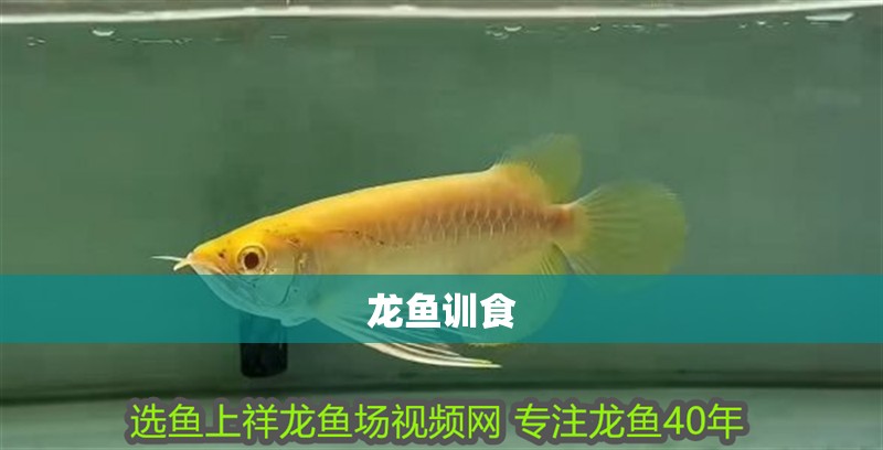 龍魚訓食 龍魚訓食 龍魚百科 第2張