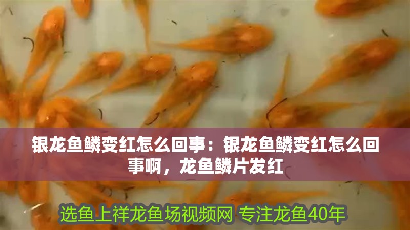 銀龍魚鱗變紅怎么回事：銀龍魚鱗變紅怎么回事啊，龍魚鱗片發(fā)紅