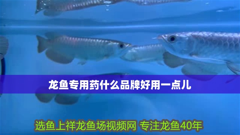 龍魚專用藥什么品牌好用一點兒