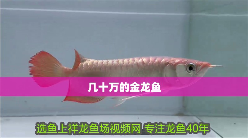 幾十萬的金龍魚 龍魚百科 第3張 幾十萬的金龍魚 幾十萬的金龍魚 龍魚百科 第3張