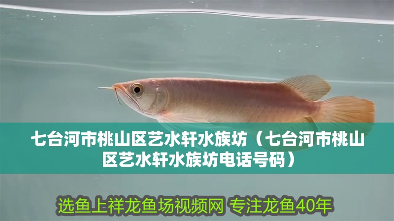 七臺河市桃山區(qū)藝水軒水族坊（七臺河市桃山區(qū)藝水軒水族坊電話號碼）