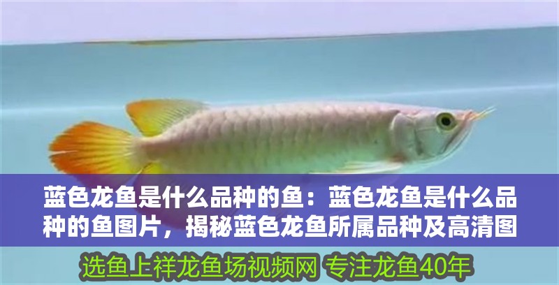 藍色龍魚是什么品種的魚：藍色龍魚是什么品種的魚圖片，揭秘藍色龍魚所屬品種及高清圖片