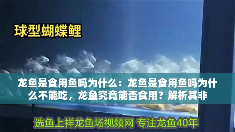 龍魚是食用魚嗎為什么：龍魚是食用魚嗎為什么不能吃，龍魚究竟能否食用？解析其非
