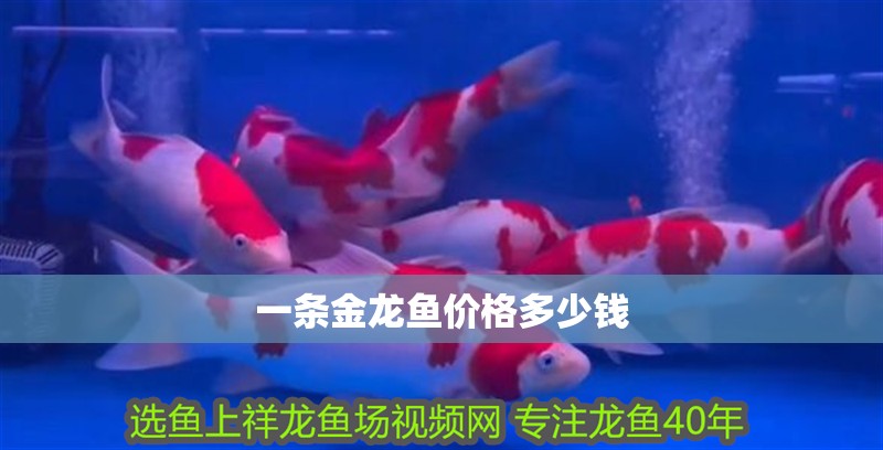 一條金龍魚價格多少錢