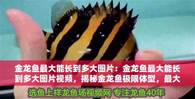 金龍魚最大能長到多大圖片：金龍魚最大能長到多大圖片視頻，揭秘金龍魚極限體型，最大生長尺寸圖片與視頻全
