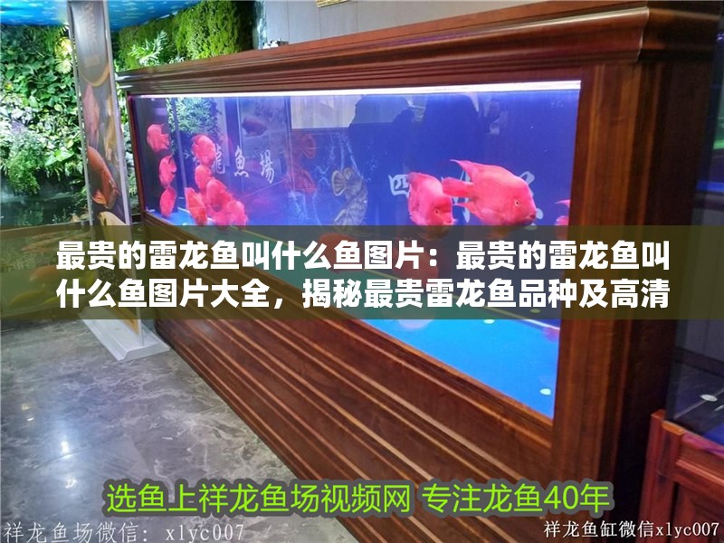 最貴的雷龍魚叫什么魚圖片：最貴的雷龍魚叫什么魚圖片大全，揭秘最貴雷龍魚品種及高清