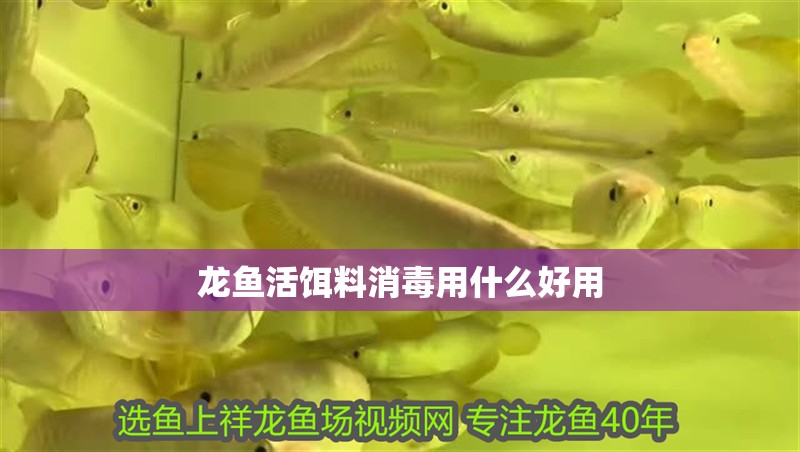 龍魚活餌料消毒用什么好用