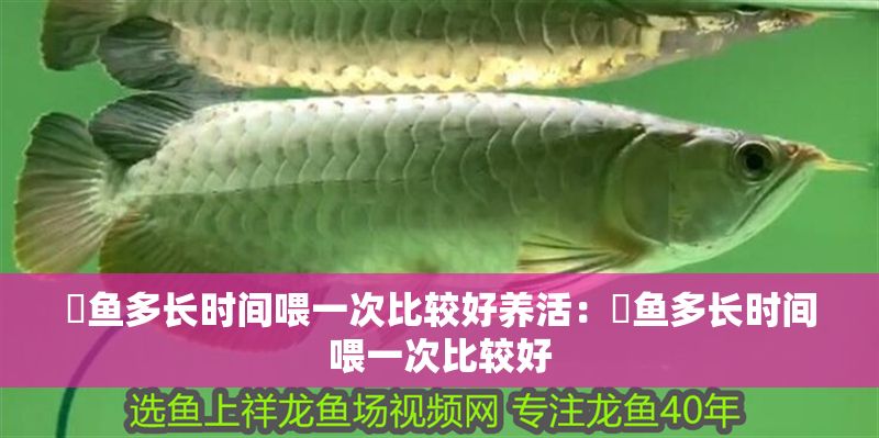 魟魚多長時間喂一次比較好養(yǎng)活：魟魚多長時間喂一次比較好