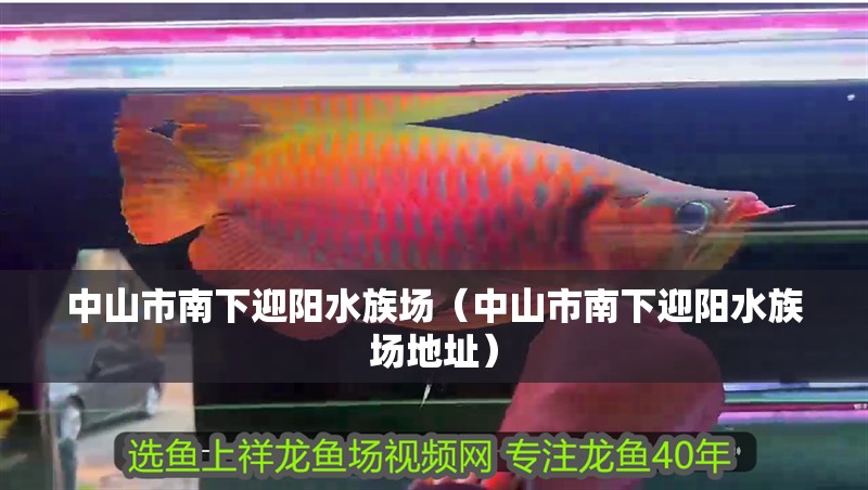 中山市南下迎陽水族場（中山市南下迎陽水族場地址）