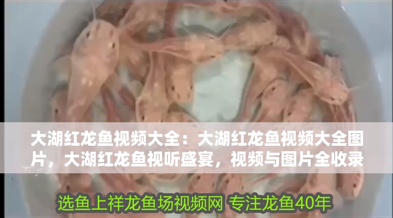 大湖紅龍魚視頻大全：大湖紅龍魚視頻大全圖片，大湖紅龍魚視聽盛宴，視頻與圖片全收錄