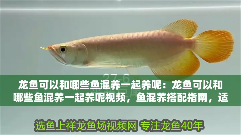 龍魚(yú)可以和哪些魚(yú)混養(yǎng)一起養(yǎng)呢：龍魚(yú)可以和哪些魚(yú)混養(yǎng)一起養(yǎng)呢視頻，魚(yú)混養(yǎng)搭配指南，適合與龍魚(yú)共處的魚(yú)類推薦