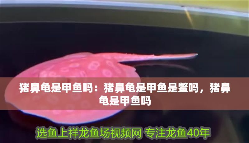 豬鼻龜是甲魚嗎：豬鼻龜是甲魚是鱉嗎，豬鼻龜是甲魚嗎