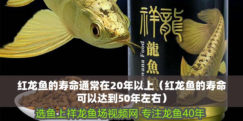 紅龍魚的壽命通常在20年以上(紅龍魚的壽命可以達到50年左右) 龍魚百科 第4張 紅龍魚的壽命通常在20年以上(紅龍魚的壽命可以達到50年左右) 紅龍魚的壽命通常在20年以上(紅龍魚的壽命可以達到50年左右) 龍魚百科 第4張