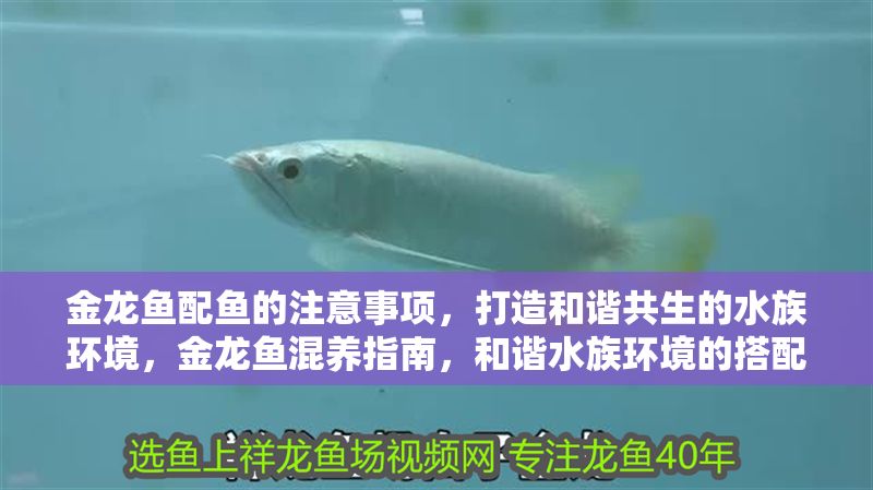 金龍魚配魚的注意事項，打造和諧共生的水族環境，金龍魚混養指南，和諧水族環境的搭配技巧