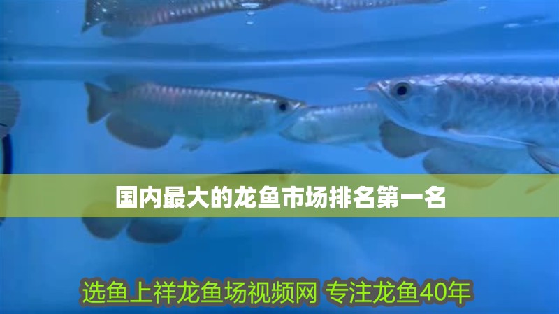 國內最大的龍魚市場排名第一名