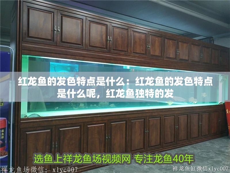 紅龍魚的發(fā)色特點(diǎn)是什么：紅龍魚的發(fā)色特點(diǎn)是什么呢，紅龍魚獨(dú)特的發(fā)