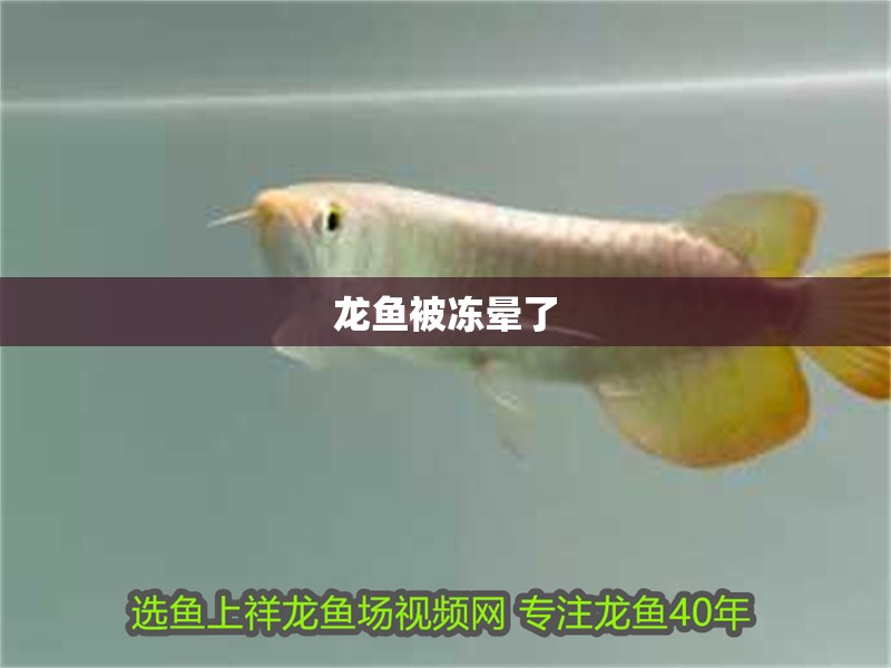 龍魚被凍暈了 龍魚被凍暈了 龍魚百科 第4張