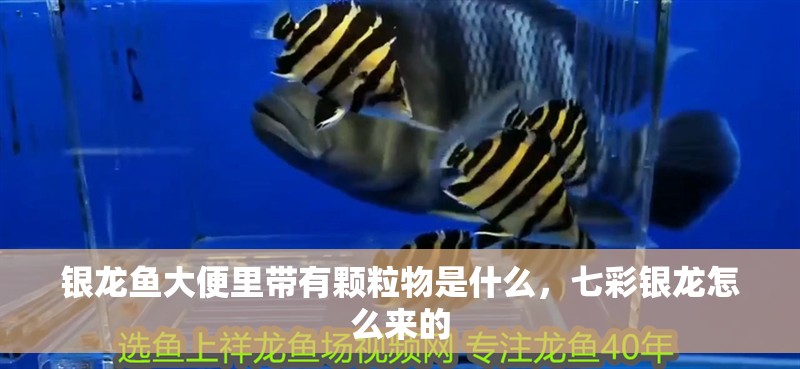 魚缸過濾器選購指南:自制魚缸過濾器魚缸上置過濾器對于養魚愛好者的必備知識 銀龍魚大便里帶有顆粒物是什么,七彩銀龍怎么來的 銀龍魚百科 銀龍魚大便里帶有顆粒物是什么,七彩銀龍怎么來的 銀龍魚大便里帶有顆粒物是什么,七彩銀龍怎么來的 銀龍魚百科