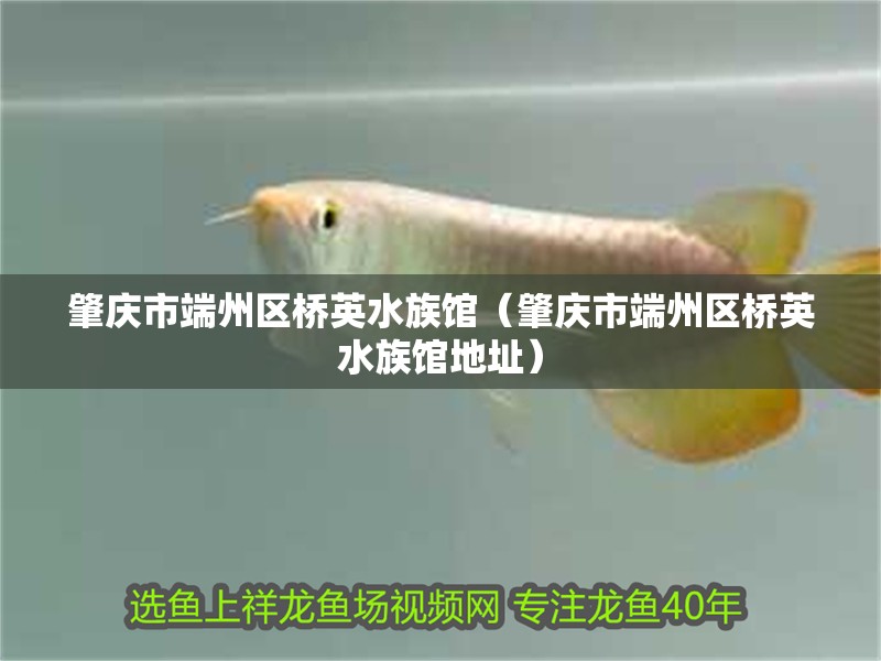 肇慶市端州區(qū)橋英水族館（肇慶市端州區(qū)橋英水族館地址）