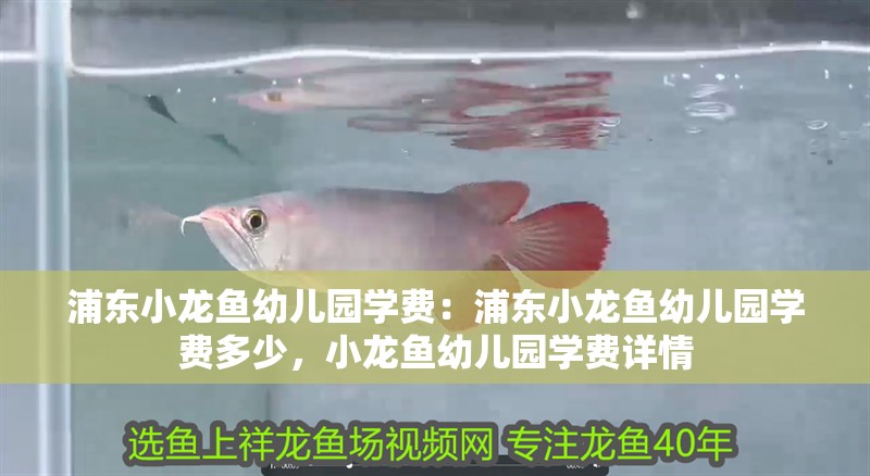 浦東小龍魚幼兒園學費：浦東小龍魚幼兒園學費多少，小龍魚幼兒園學費詳情