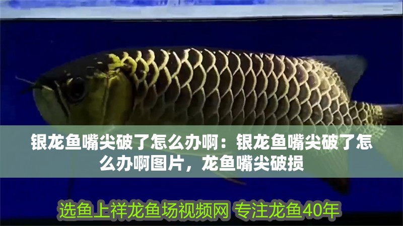 銀龍魚嘴尖破了怎么辦啊：銀龍魚嘴尖破了怎么辦啊圖片，龍魚嘴尖破損