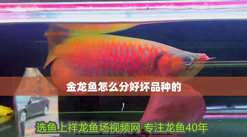 金龍魚怎么分好壞品種的