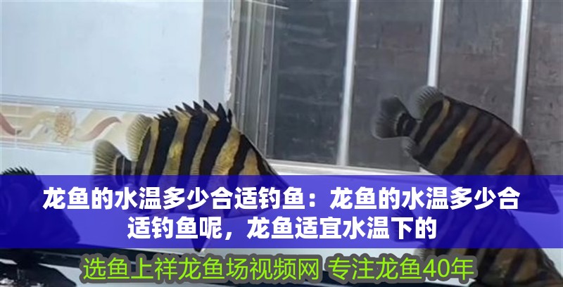 龍魚(yú)的水溫多少合適釣魚(yú)：龍魚(yú)的水溫多少合適釣魚(yú)呢，龍魚(yú)適宜水溫下的