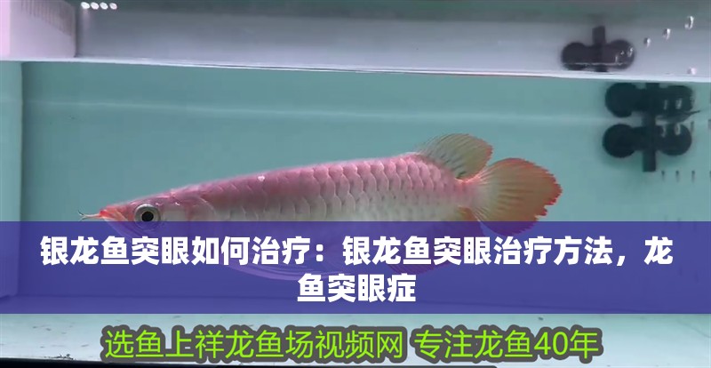 銀龍魚突眼如何治療：銀龍魚突眼治療方法，龍魚突眼癥 銀龍魚突眼如何治療：銀龍魚突眼治療方法，龍魚突眼癥 水族問(wèn)答