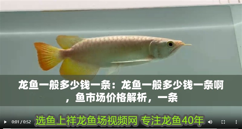 龍魚一般多少錢一條：龍魚一般多少錢一條啊，魚市場價格解析，一條